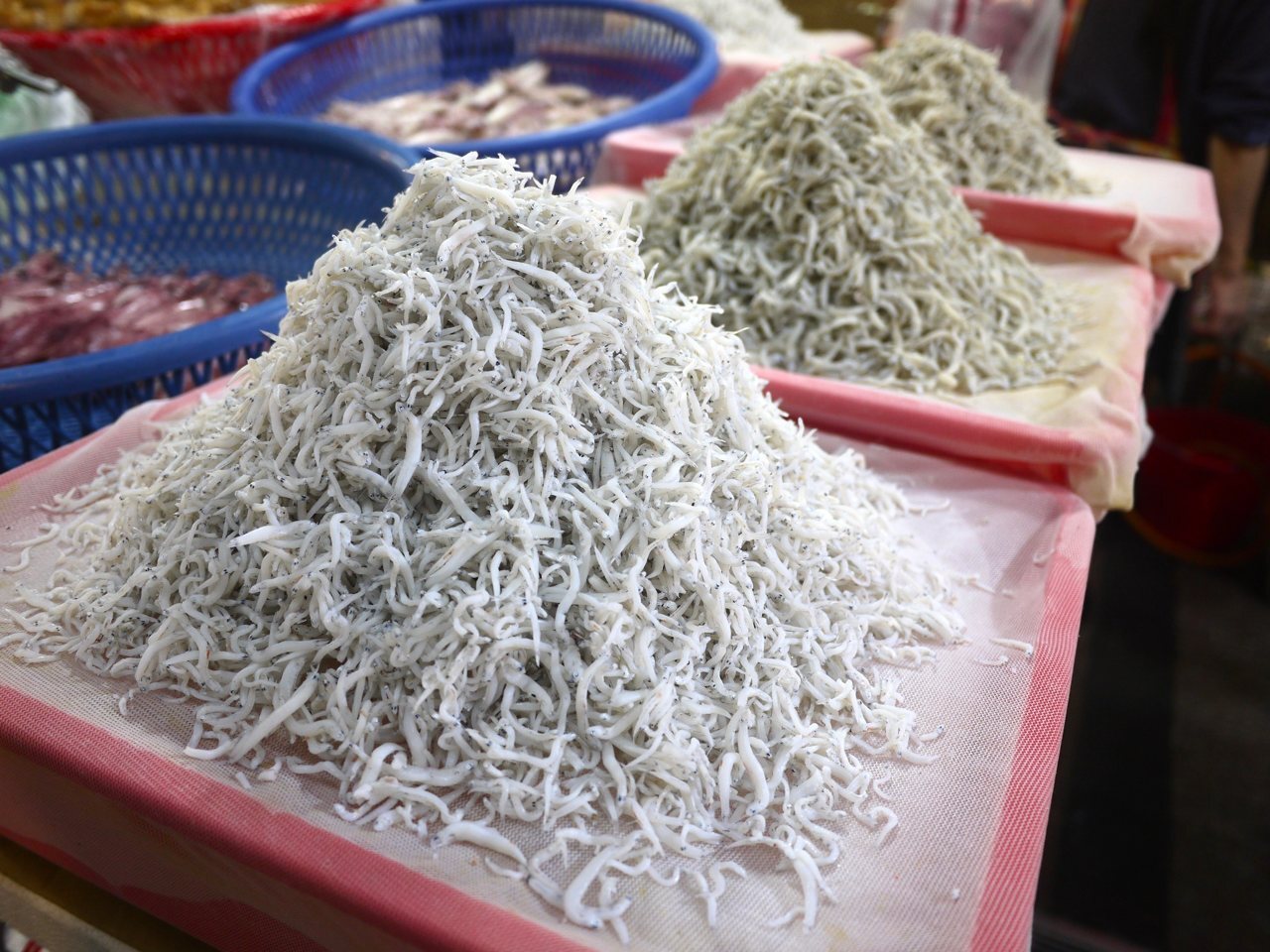 นครนิวไทเปจะห้ามจับปลาข้าวสารตั้งแต่ 15 มิ.ย. นี้เป็นต้นไป หากฝ่าฝืนอาจต้องระวางโทษปรับสูงสุด 150,000 เหรียญไต้หวัน